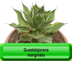 Guadalajarana marginata