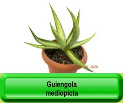 Guiengola mediopicta