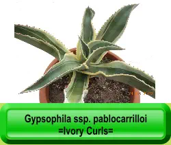 Gypsophila ssp. pablocarrilloi =Ivory Curls=