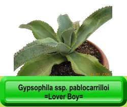 Gypsophila ssp. pablocarrilloi =Lover Boy=