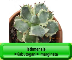 Isthmensis =Kabutogani=  marginata