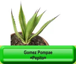 Gomez Pompae =Pepito=