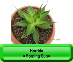 Horrida =Morning Sun=