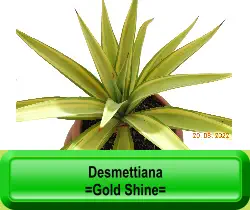Desmettiana =Gold Shine=