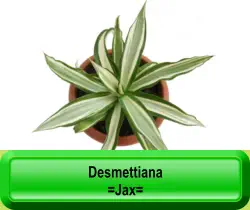Desmettiana =Jax=
