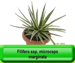 Filifera ssp. microceps marginata