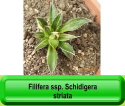 Filifera ssp. Schidigera  striata