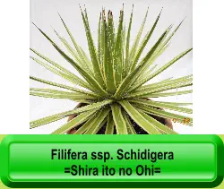 Filifera ssp. Schidigera  =Shira ito no Ohi=