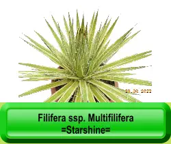 Filifera ssp. Multifilifera  =Starshine=