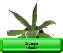 Oroensis   =Monk=