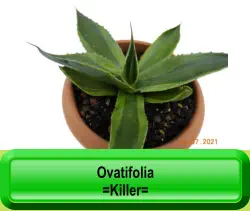 Ovatifolia   =Killer=
