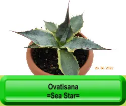 Ovatisana  =Sea Star=