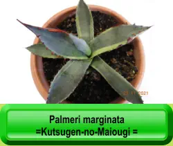 Palmeri marginata =Kutsugen-no-Maiougi =