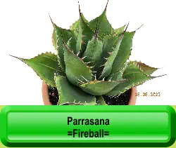 Parrasana  =Fireball=