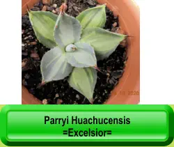 Parryi Huachucensis  =Excelsior=