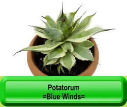Potatorum   =Blue Winds=