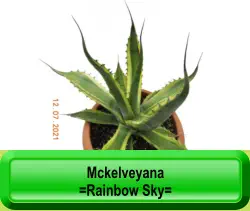 Mckelveyana  =Rainbow Sky=