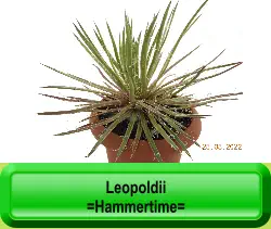 Leopoldii =Hammertime=