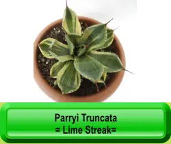 Parryi Truncata  = Lime Streak=