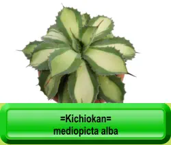 =Kichiokan=  mediopicta alba