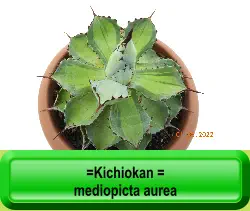 =Kichiokan = mediopicta aurea
