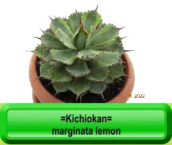 =Kichiokan=  marginata lemon