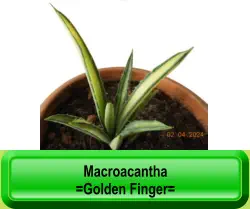 Macroacantha =Golden Finger=