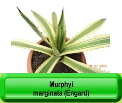 Murphyi  marginata (Engard)