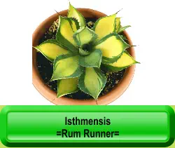 Isthmensis =Rum Runner=