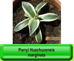 Parryi Huachucensis  marginata