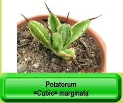 Potatorum   =Cubic= marginata