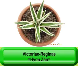 Victoriae-Reginae  =Hyon Zan=