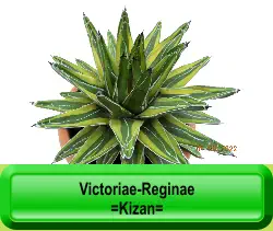 Victoriae-Reginae  =Kizan=