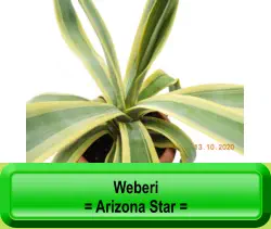 Weberi   = Arizona Star =