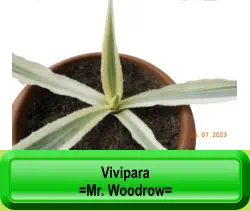 Vivipara   =Mr. Woodrow=