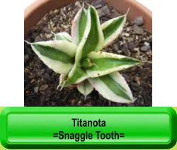Titanota  =Snaggle Tooth=