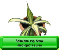Salmiana ssp. ferox  mediopicta aurea