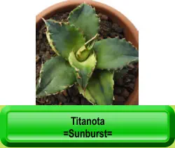 Titanota  =Sunburst=