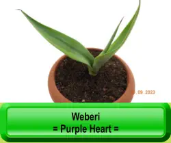 Weberi   = Purple Heart =