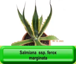 Salmiana  ssp. ferox  marginata