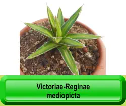 Victoriae-Reginae  mediopicta