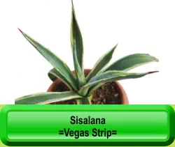 Sisalana  =Vegas Strip=