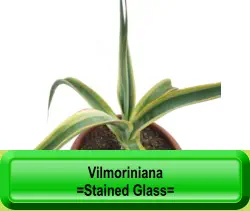 Vilmoriniana  =Stained Glass=