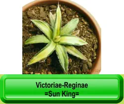 Victoriae-Reginae  =Sun King=