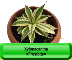 Xylonacantha  =Frostbite=