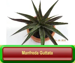 Manfreda Guttata