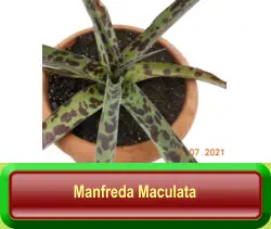 Manfreda Maculata