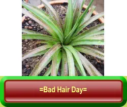 =Bad Hair Day=