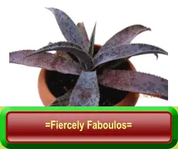 =Fiercely Faboulos=
