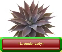 =Lavender Lady=